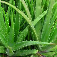 Aloe Vera Leaf