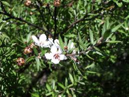 Manuka Oil