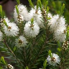 Tea Tree Essential Oil