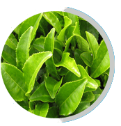 GREEN-TEA-LEAF