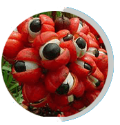 GUARANA